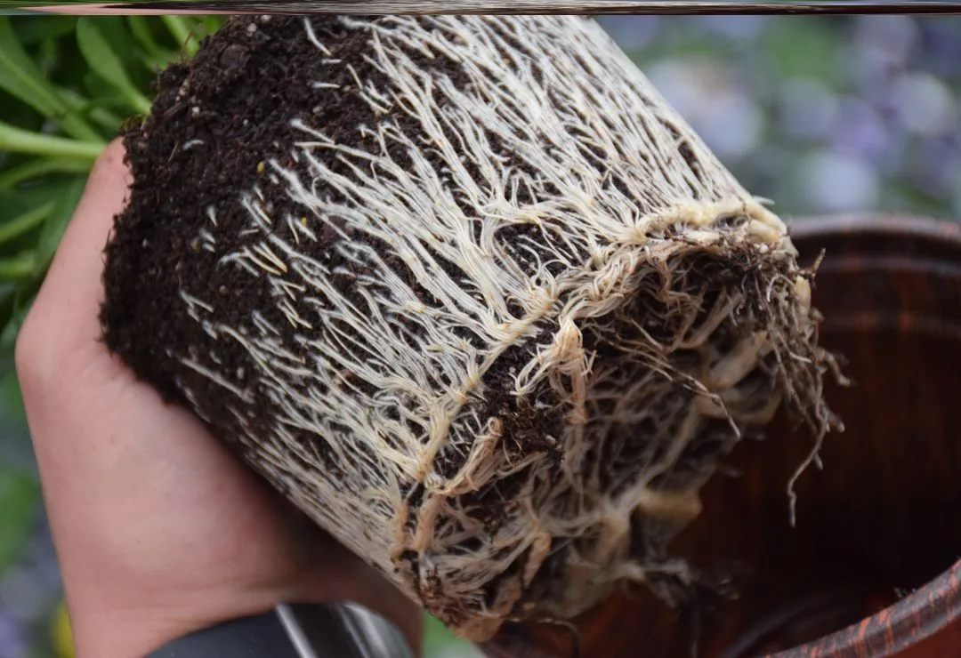 Bitki Üretiminde Kök Gelişiminin Önemi 